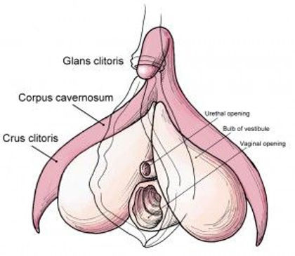 caryn jones add the worlds biggest clit photo